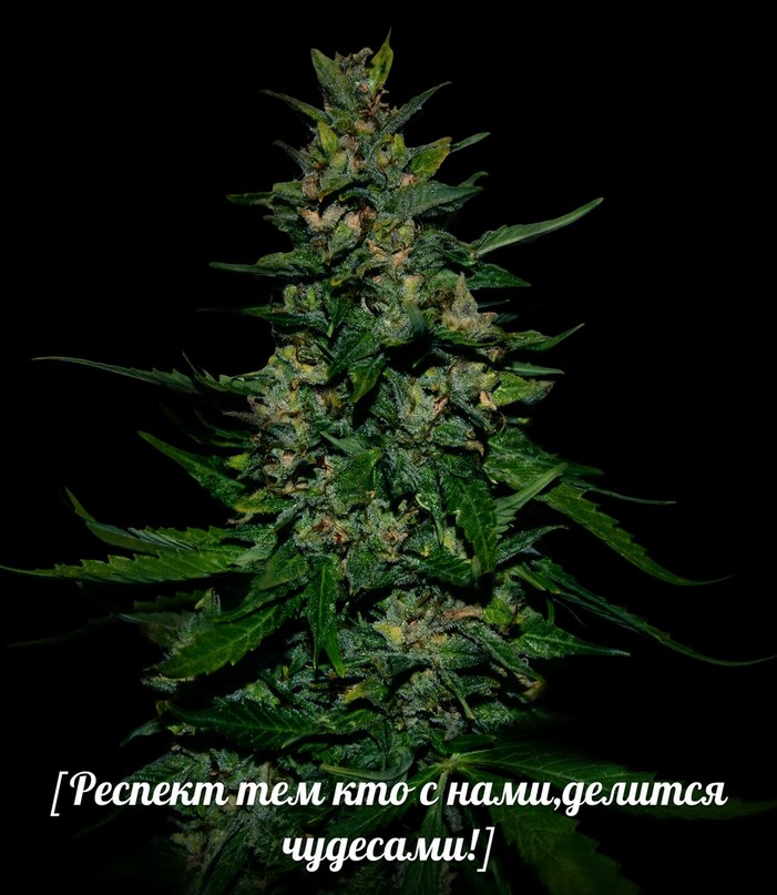 Гуф, Нагано, Витя и Максим Ака 47 - респект тем кто с нами делится чудесами